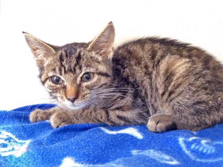 Kätzin Tigerlilly am 6. Tag bei uns / © 2015 Arche KaNaum (DN)