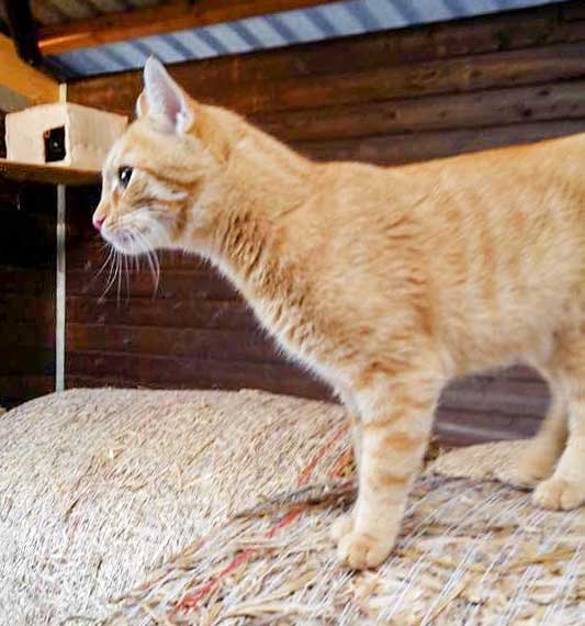 Kater Merlin / © 2015 Arche KaNaum (DN)