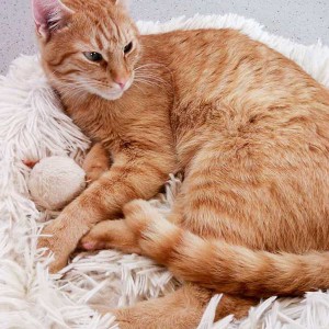 Kater Merlin / © 2015 Arche KaNaum (DN)