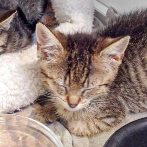 Kätzin Flora am 4. Tag bei uns / © 2015 Arche KaNaum (DN) Kätzin Flora am 4. Tag bei uns / © 2015 Arche KaNaum (DN)