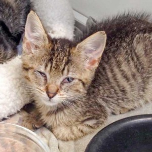 Kätzin Flora am 4. Tag bei uns / © 2015 Arche KaNaum (DN) Kätzin Flora am 4. Tag bei uns / © 2015 Arche KaNaum (DN)