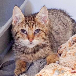 Kätzin Sofie am 4. Tag bei uns / © 2015 Arche KaNaum (DN) Kätzin Sofie am 4. Tag bei uns / © 2015 Arche KaNaum (DN)