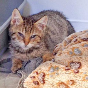 Kätzin Sofie am 4. Tag bei uns / © 2015 Arche KaNaum (DN) Kätzin Sofie am 4. Tag bei uns / © 2015 Arche KaNaum (DN)