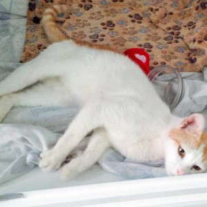 Fundkater Findus / © 2015 Arche KaNaum (DN)