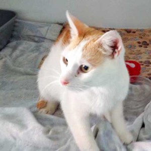 Fundkater Findus / © 2015 Arche KaNaum (DN)