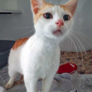 Fundkater Findus / © 2015 Arche KaNaum (DN)