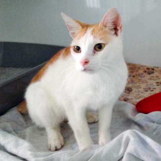 Fundkater Findus / © 2015 Arche KaNaum (DN) Fundkater Findus / © 2015 Arche KaNaum (DN)