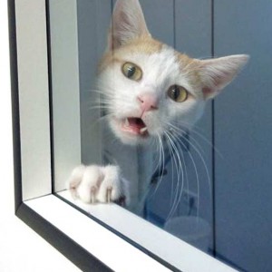 Wie immer kurz vorm Verhungern ;-) Kater Findus / © 2015 Arche KaNaum (DN)