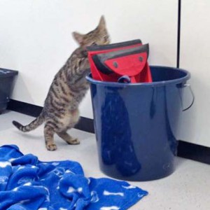 Katerchen Emil / © 2015 Arche KaNaum (DN)