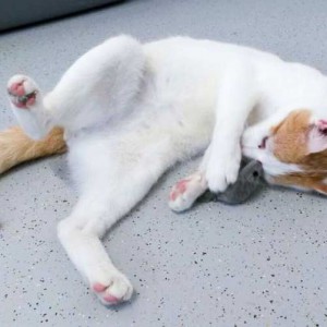 Kater Findus / © 2015 Arche KaNaum (DN)