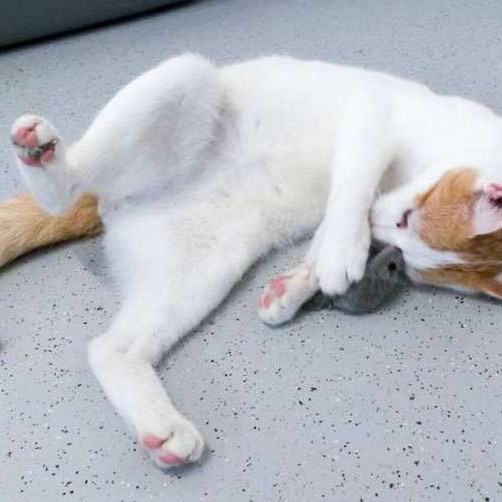 Kater Findus / © 2015 Arche KaNaum (DN) Kater Findus / © 2015 Arche KaNaum (DN)