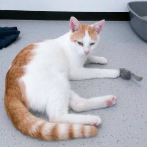 Kater Findus / © 2015 Arche KaNaum (DN)