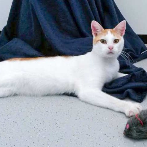 Kater Findus / © 2015 Arche KaNaum (DN) Kater Findus / © 2015 Arche KaNaum (DN)