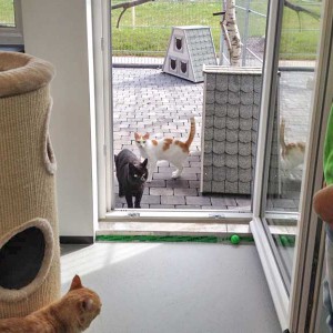 Kater Findus (r.) mit Opi / © 2015 Arche KaNaum (DN)