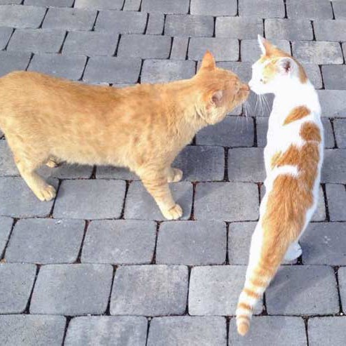 Kater Findus (r.) und Janbo / © 2015 Arche KaNaum (DN) Kater Findus (r.) und Janbo / © 2015 Arche KaNaum (DN)