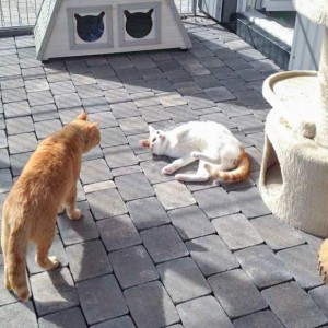 Kater Findus (r.) und Janbo / © 2015 Arche KaNaum (DN)