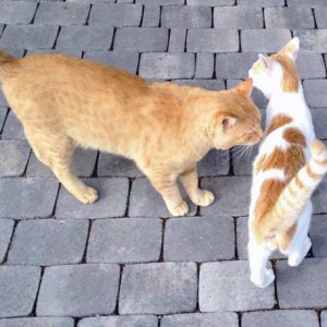 Kater Findus (r.) und Janbo / © 2015 Arche KaNaum (DN)