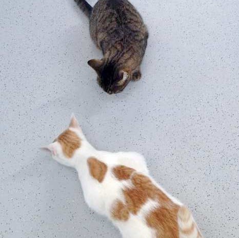 Kater Findus (v.) und Kätzin Benice / © 2015 Arche KaNaum (DN) Kater Findus (v.) und Kätzin Benice / © 2015 Arche KaNaum (DN)