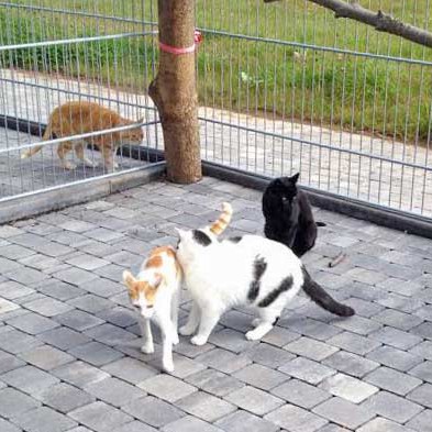 Kater Findus (l.) mit Karl-Otto (m.) und Opi / © 2015 Arche KaNaum (DN) Kater Findus (l.) mit Karl-Otto (m.) und Opi / © 2015 Arche KaNaum (DN)