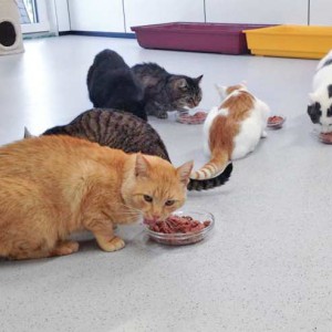 Kater Findus (m.) inmitten seiner neuen Gruppe / © 2015 Arche KaNaum (DN)