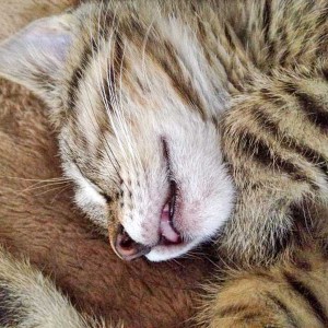 Katerchen Cooper / © 2015 Arche KaNaum (DN) Katerchen Cooper / © 2015 Arche KaNaum (DN)