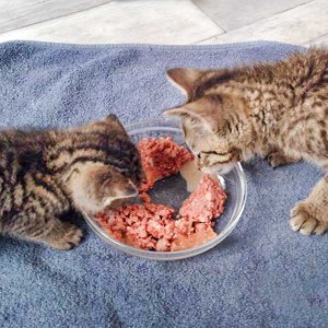 Katerchen Cooper (r.) mit Kumpel Carlson / © 2015 Arche KaNaum (DN)