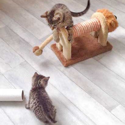 Katerchen Cooper (r.) mit Kumpel Carlson / © 2015 Arche KaNaum (DN) Katerchen Cooper (r.) mit Kumpel Carlson / © 2015 Arche KaNaum (DN)