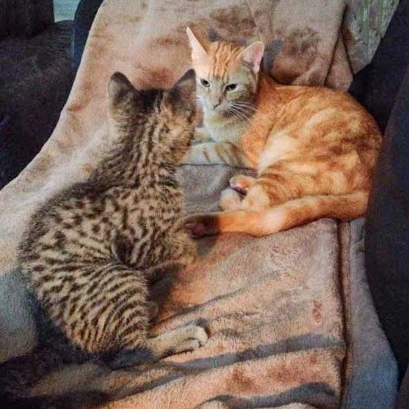 Katerchen Cooper (l.) mit „Ziehonkel“ Kevin / © 2015 Arche KaNaum (DN) Katerchen Cooper (l.) mit "Ziehonkel" Kevin / © 2015 Arche KaNaum (DN)