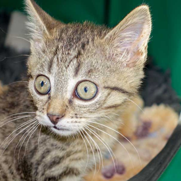 Katerchen Cooper / © 2015 Arche KaNaum (NH) Katerchen Cooper / © 2015 Arche KaNaum (NH)