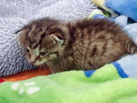 Katzenbaby Holly / © 2015 Arche KaNaum (DN)