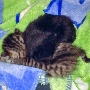 Katerchen Nero (v.) mit Freundin Holly / © 2015 Arche KaNaum (DN)