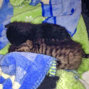 Katerchen Nero (v.) mit Freundin Holly / © 2015 Arche KaNaum (DN)