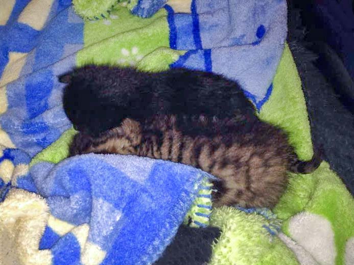 Katerchen Nero (v.) mit Freundin Holly / © 2015 Arche KaNaum (DN)