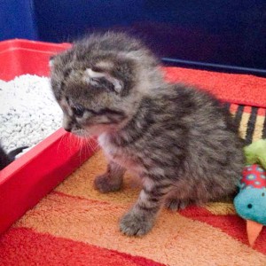 ... und Freundin Holly ist sehr interessiert an seinen Fortschritten ... / © 2015 Arche KaNaum (DN)