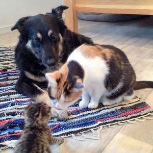 Katzenbaby Holly (v.) mit "Tanten" Sola (h.) und Miepi / © 2015