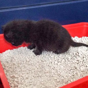 Katerchen Nero übt fleissig auf der Katzentoilette ... / © 2015 Arche KaNaum (DN)