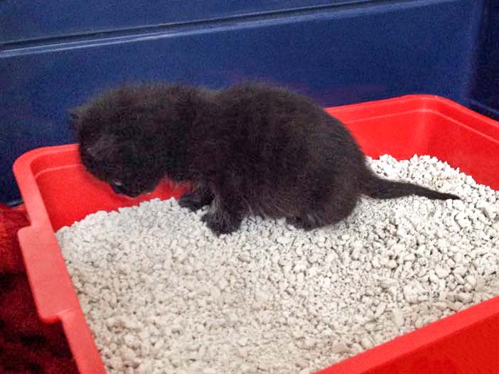Katerchen Nero übt fleissig auf der Katzentoilette ... / © 2015 Arche KaNaum (DN)