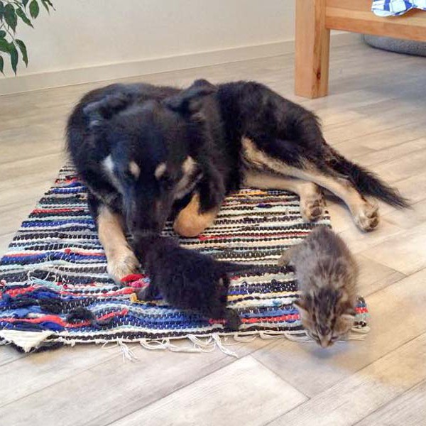 Katzenbaby Holly (v.) mit "Tanten" Sola (h.) und Miepi  / © 2015