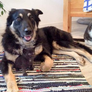 Ganz stolz: "Tante" Sola mit Katerchen Nero (v.) / © 2015 Arche KaNaum (DN)