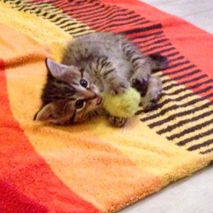 Katzenbaby Holly / © 2015 Arche KaNaum (DN)