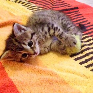 Katzenbaby Holly / © 2015 Arche KaNaum (DN)