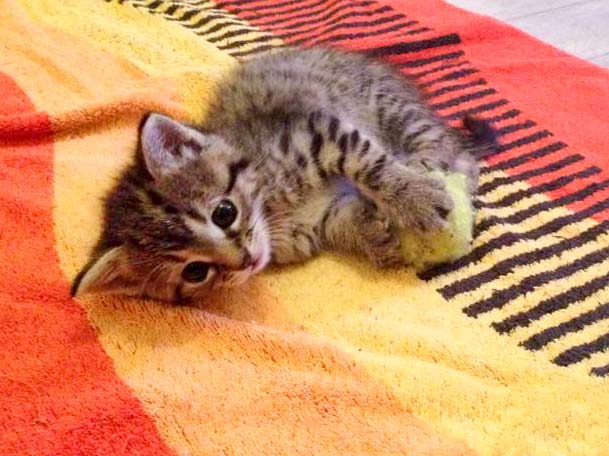 Katzenbaby Holly / © 2015 Arche KaNaum (DN)