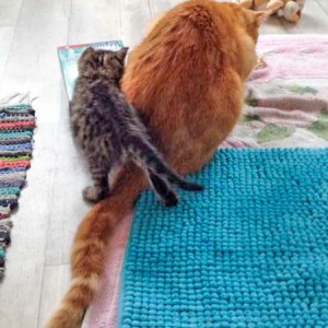 Kätzin Holly (l.) mit "Onkel" Kevin / © 2015 Arche KaNaum (DN)