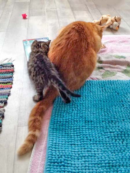 Kätzin Holly (l.) mit "Onkel" Kevin / © 2015 Arche KaNaum (DN)