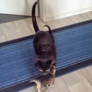 Kätzin Holly (v.) mit "Onkel" Lucas / © 2015 Arche KaNaum (DN)