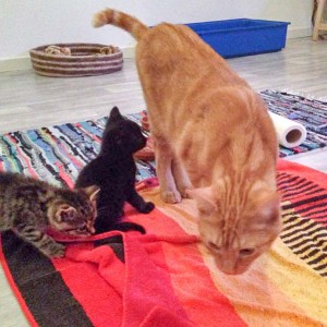 Kätzin Holly (l.), Katerchen Nero (m.) und "Onkel" Kevin beim gemeinsamen Spiel / © 2015 Arche KaNaum (DN)