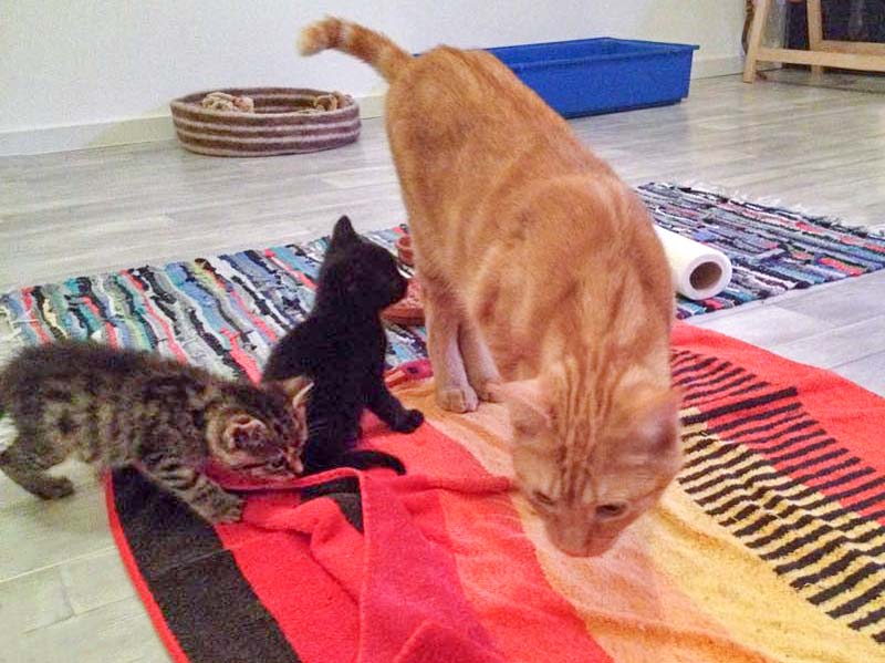 Kätzin Holly (l.), Katerchen Nero (m.) und "Onkel" Kevin beim gemeinsamen Spiel / © 2015 Arche KaNaum (DN)