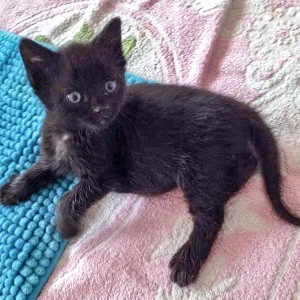 Katerchen Nero / © 2015 Arche KaNaum (DN)