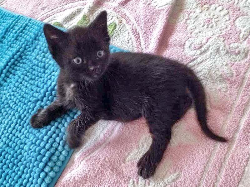 Katerchen Nero / © 2015 Arche KaNaum (DN)