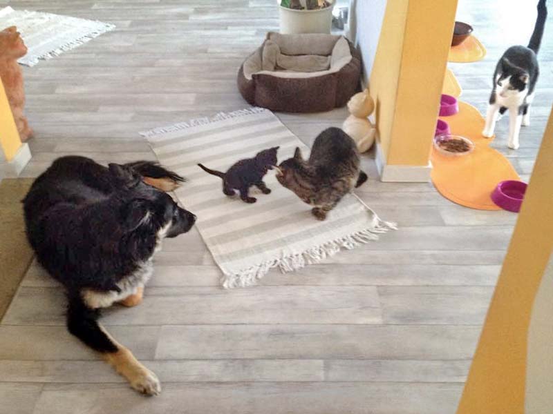 Katerchen Nero (m.) hat keine Angst vor großen Tieren / © 2015 Arche KaNaum (DN)